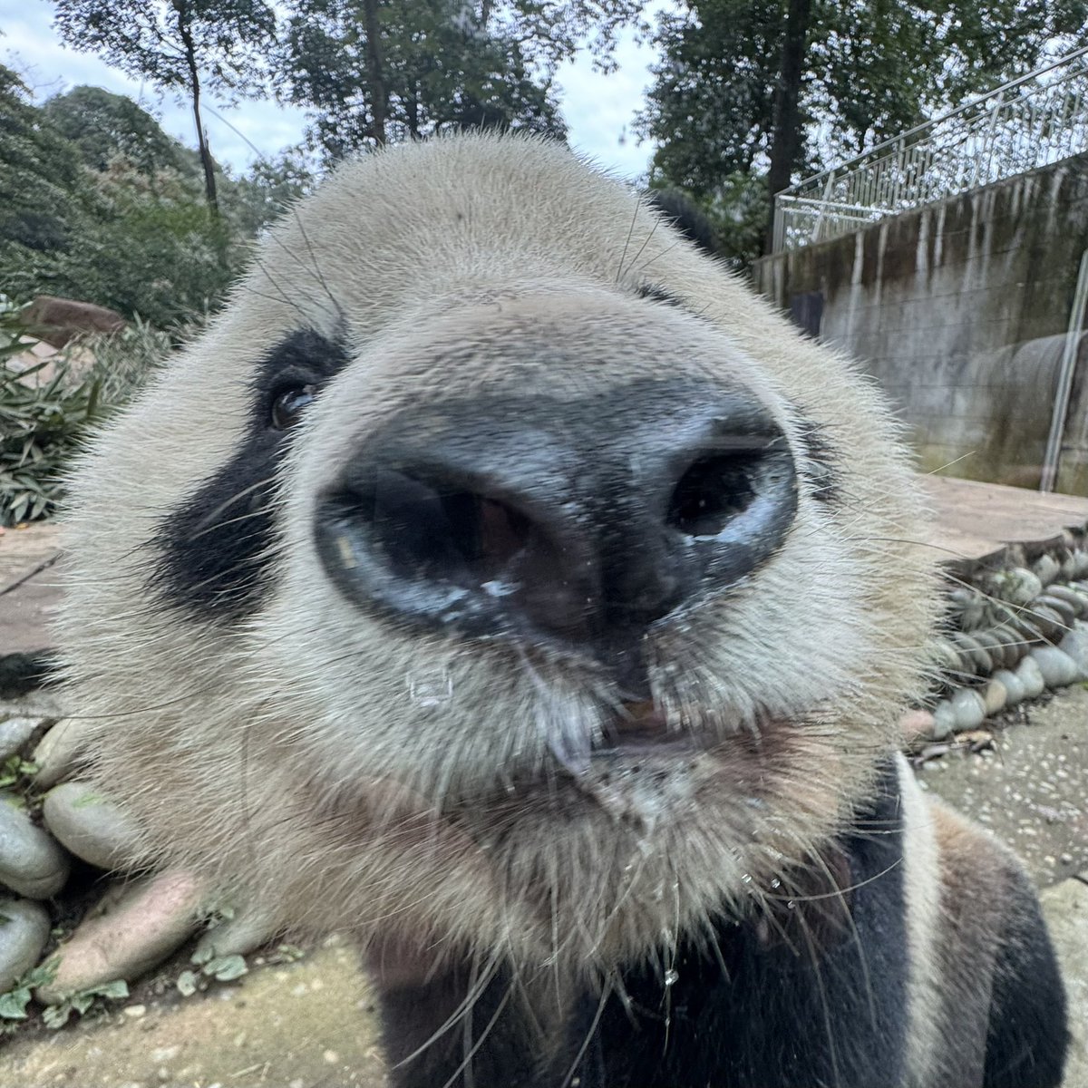 August_pandatv's tweet image. 📸 251108 kiss kiss🥰

#大熊猫 #panda #香香 #xiangxiang #シャンシャン #雅安碧峰峡熊猫基地