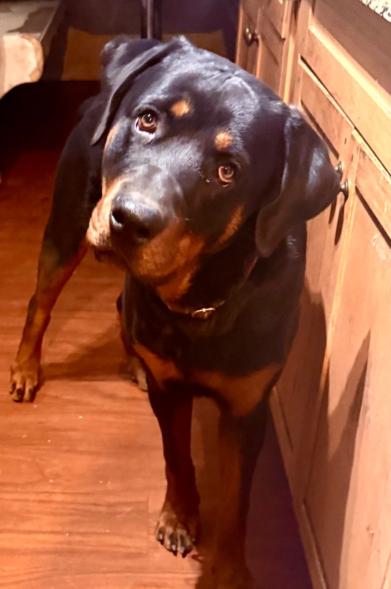 writingpis's tweet image. Aaron Gordon, the pup, is getting BIG! #Rottweiler #DogsOfX #NuggetsPup 🐾🏀