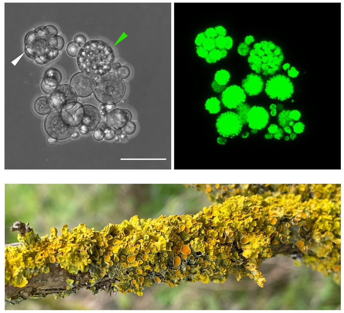 Our paper on the genome of Trebouxia photobiont from Xanthoria is now published in <a href="/NewPhyt/">New Phytologist</a>! Check below for a near-chromosome level assembly, secretome analysis, evidence of ancient HGT and transcriptomic comparison of the alga in symbiosis and in culture
doi.org/10.1111/nph.70…