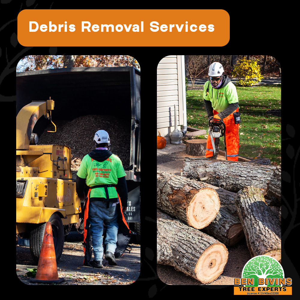 BivinsTree's tweet photo. Tree work doesn’t end when the branches hit the ground. Our team provides full debris cleanup and removal, leaving your property safe, clean, and ready to enjoy.
 #TreeRemoval #DebrisRemoval #TreeServiceNJ #LocalTreeCompany #HomeMaintenance #SouthJersey #SupportLocal https://t.co/98xZbXPw8U
