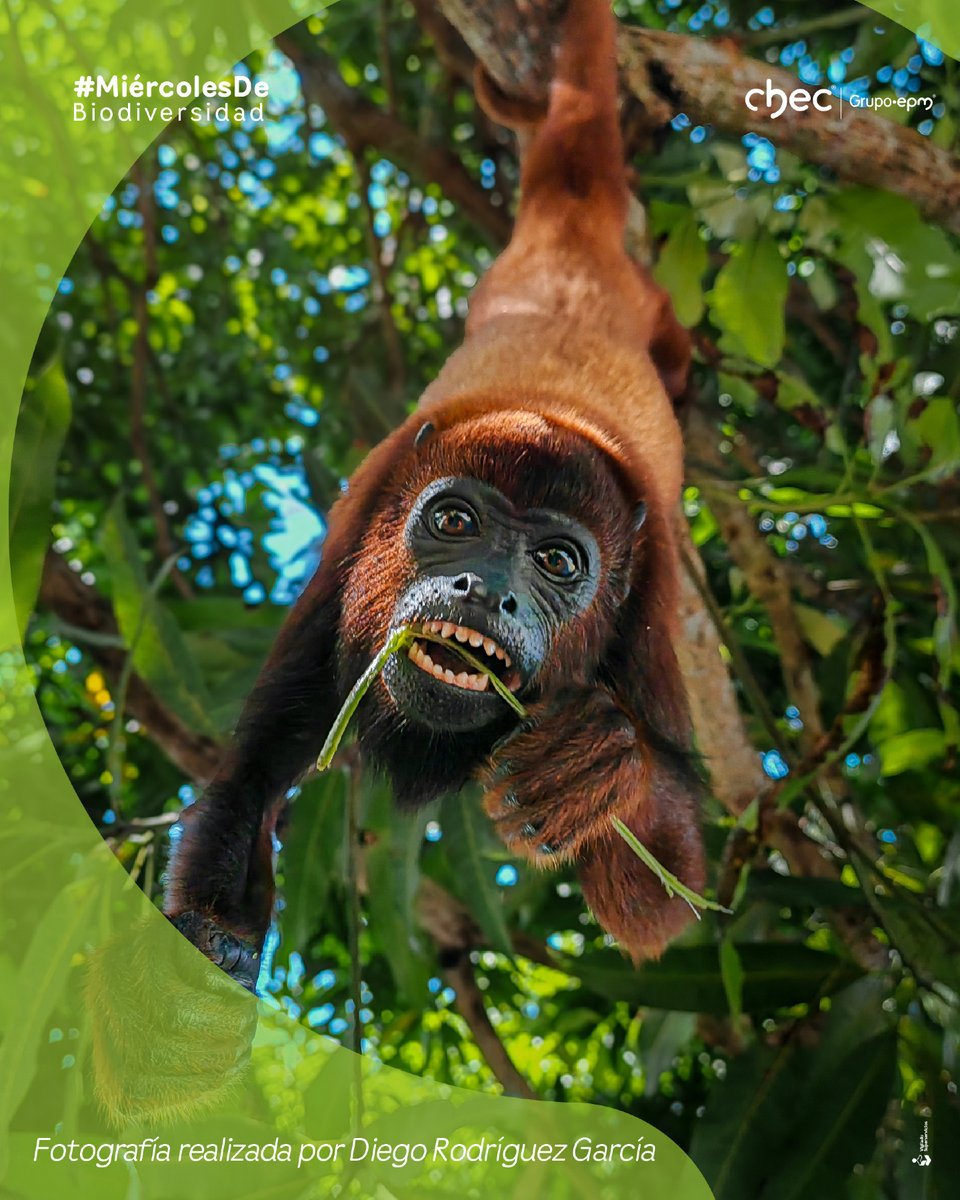 CHECGrupoEPM's tweet image. Fotografía realizada por Diego Rodríguez García, participante del Concurso de Fotografía Ambiental XVIII Corpocaldas -CHEC, en la categoría de Fauna. 

Nombre de la foto: Mono

#ConcursodeFotografía #CHEC #MiércolesdeBio