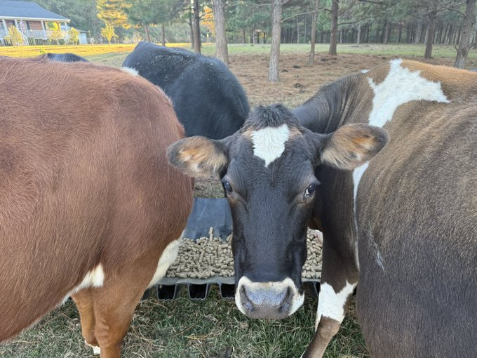 Diamond Nuts tweet media