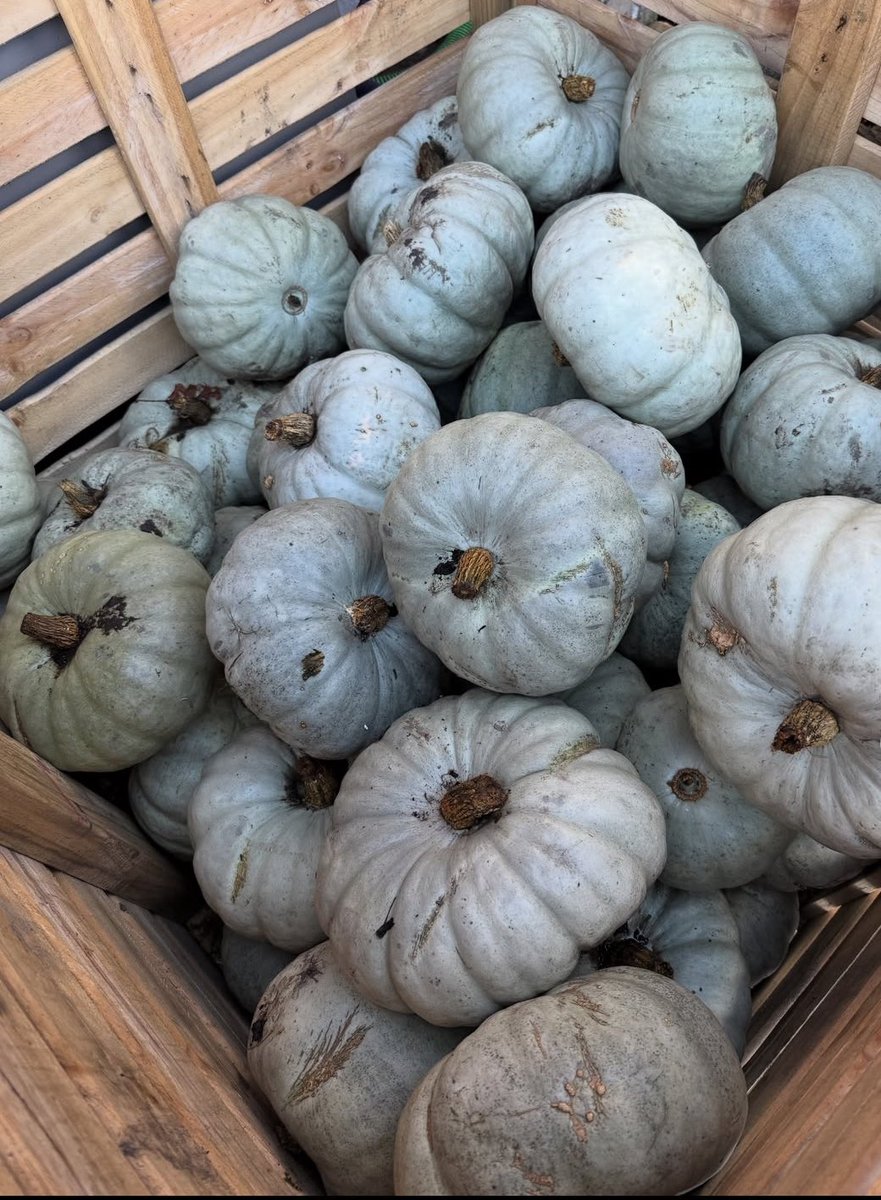 SUTHRN_STARPWER's tweet image. Cutest Pumpkin In The Patch 🍂🎃

#FallVibes
#FallLove