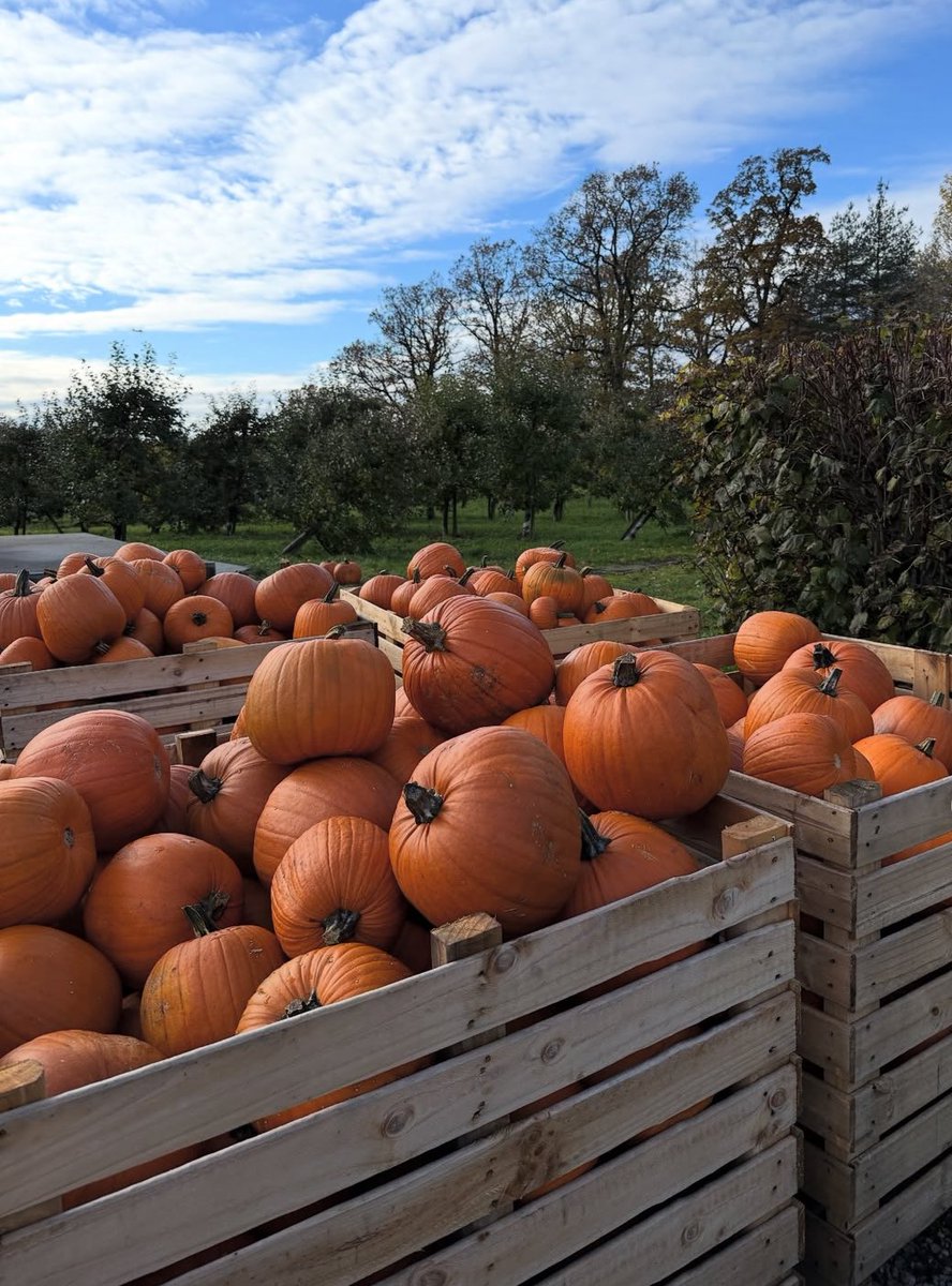 SUTHRN_STARPWER's tweet image. Cutest Pumpkin In The Patch 🍂🎃

#FallVibes
#FallLove
