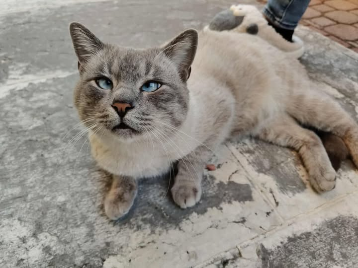 OipaTreviso's tweet photo. #12novembre #gatto #gattosmarrito #Scomigo #Conegliano #Veneto 👉https://t.co/jg2KIBmqVB #animalrescue #help #cercasigatto #gatti #protezioneanimali #gattoscomparso #sos #cercasi #aacercasi https://t.co/k6kwwh27jW