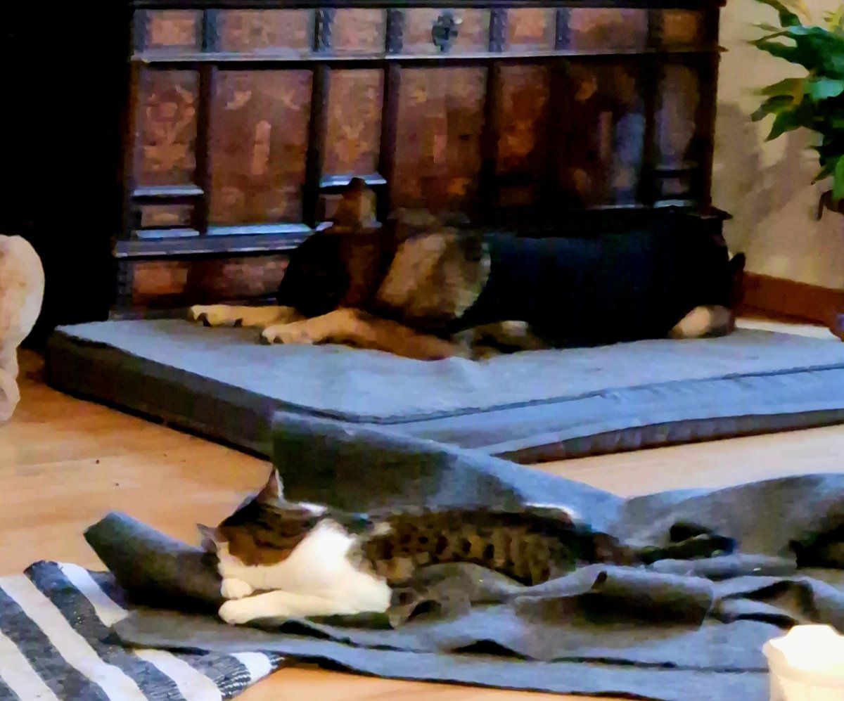 Tiny: Ich bin Tiffys Zwilling!