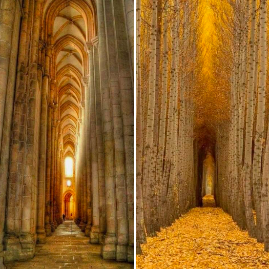 BiancoDavinci's tweet image. The main hall of Alcobaca Cathedral in Portugal vs. the tall aspen trees in Colorado, US.