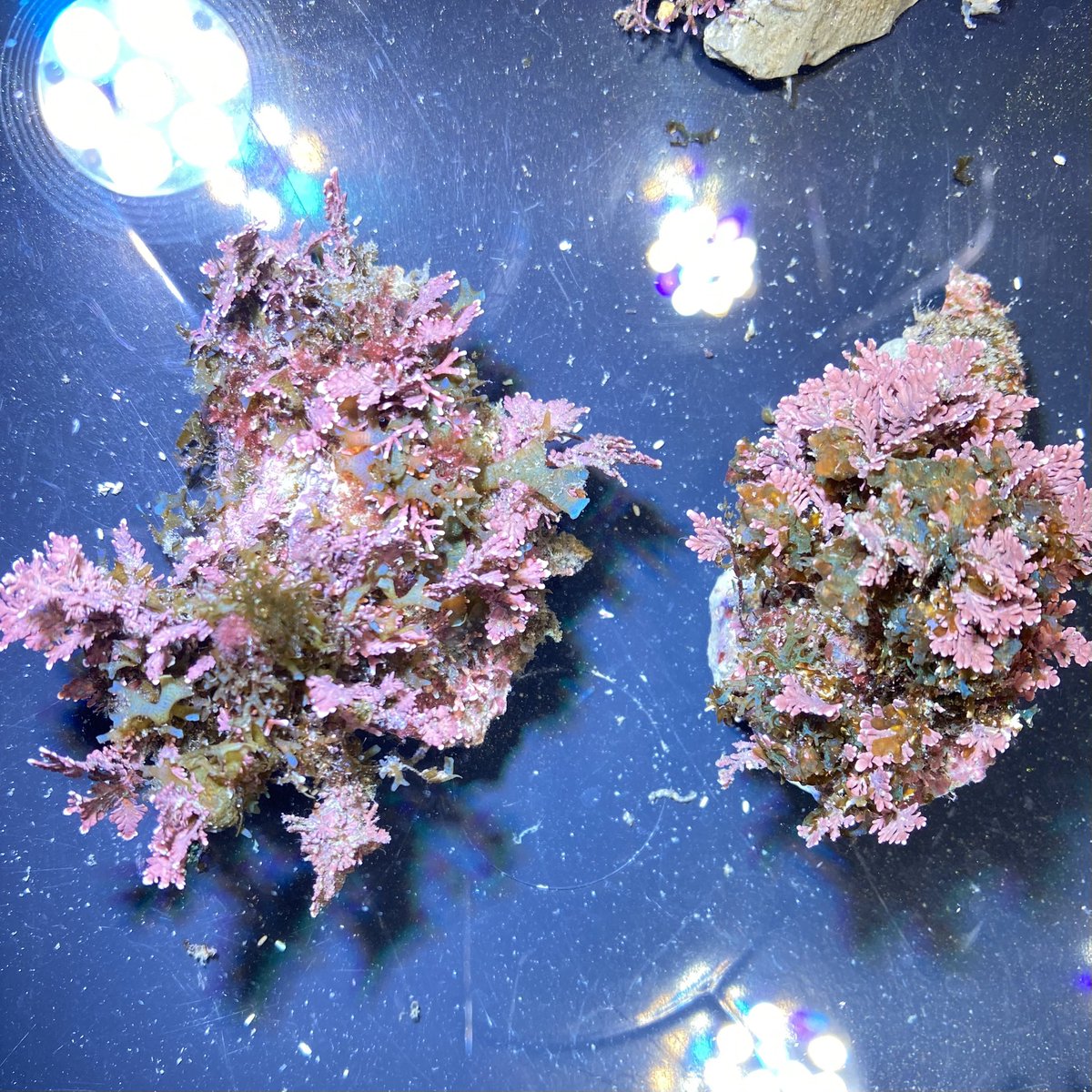 海をお手本にしたアクアリウム🐠シュリンプ (@shrimp_aquarium