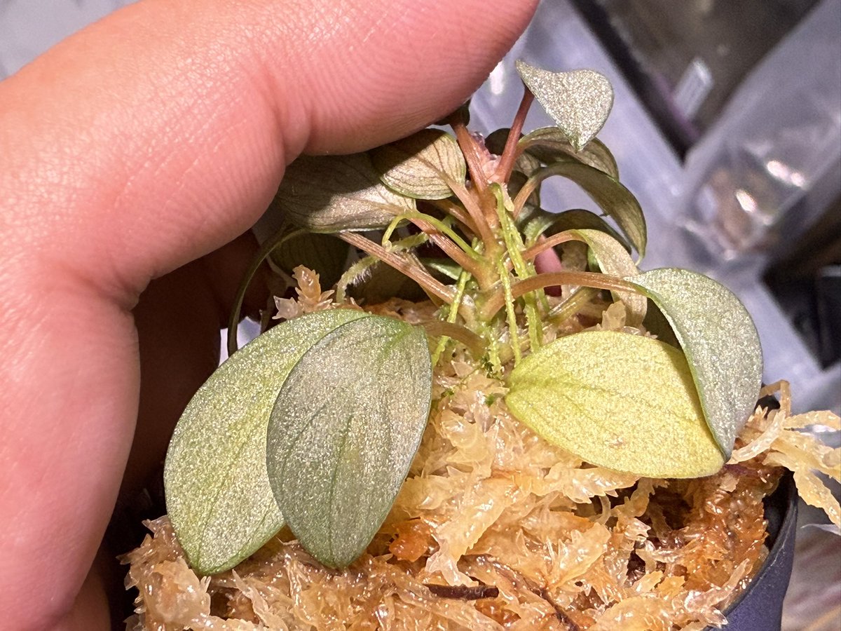 KENZO (@fw_kenzo) / Posts / X