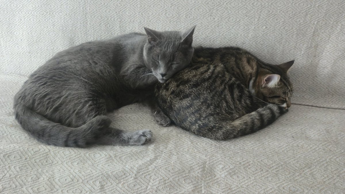 ElChagnon tweet media