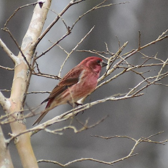 Winter bird watchers, look out for Purple Finches! 🐦 They migrate to NC and can be confused with House Finches. Key differences: strong facial markings, defined streaking in females, raspberry-colored males. Can you spot them? Thanks J_Lynch for the photos! #BirdWatching #Nature