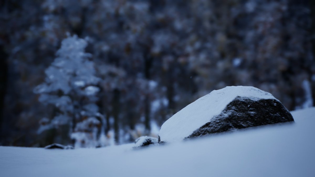 ねこにんげん tweet media