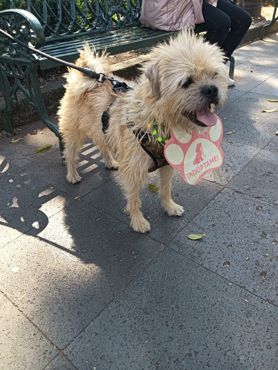 VIBRAmascotas's tweet photo. Obi sigue buscando una familia, es muy lindo , amigable con personas, es protector 
Talla chica-mediana, protocolo de salud completo 
Urge una familia para el por favor 🙏🏼 
Wats 554872434
#CDMX https://t.co/9O5VGxDCxg