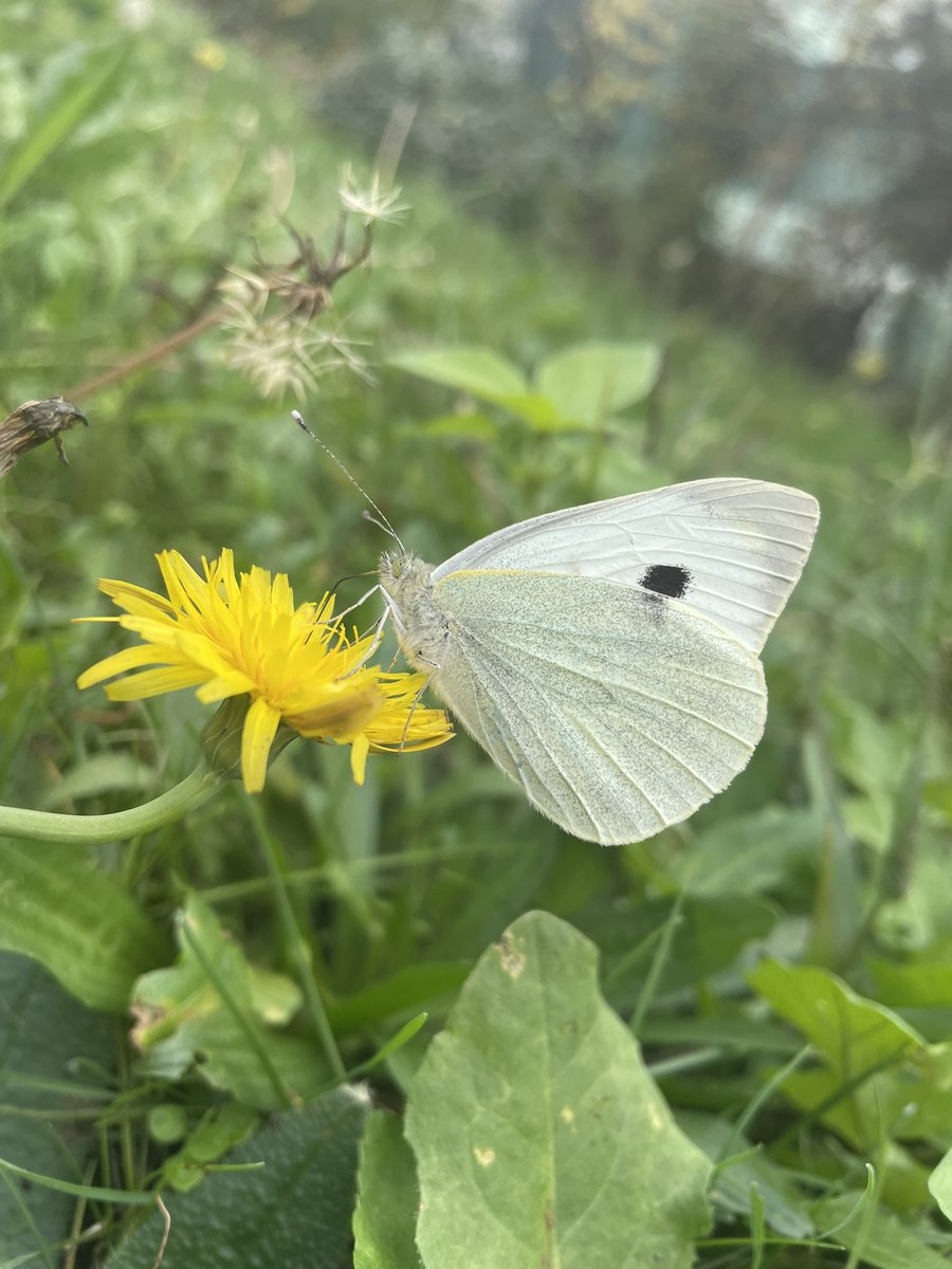 sezai yılmaz tweet media