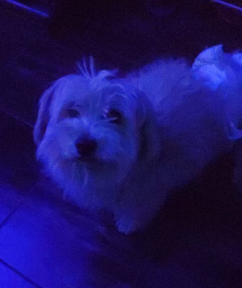 Se perdió mi perrito Joy desde ayer 💔
He estado buscándolo sin descanso, pero aún no aparece.
Solo quería pedirles que me manden buenas energías y deseos para que pueda encontrarlo pronto.
Es un perrito muy amado y tengo fe en que volverá a casa. 🥲🙏