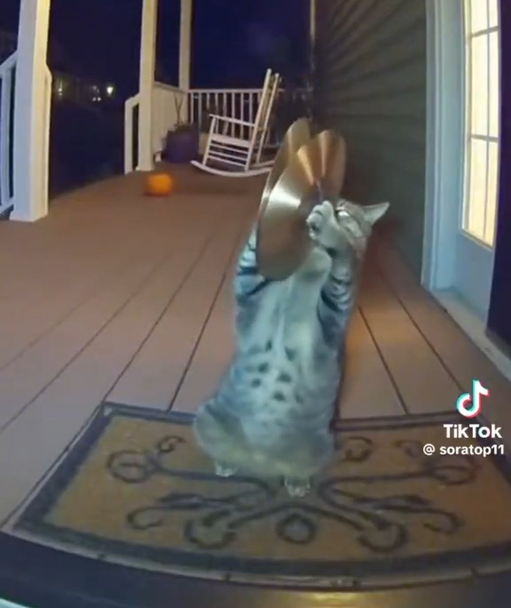 ねこやん on X / X
