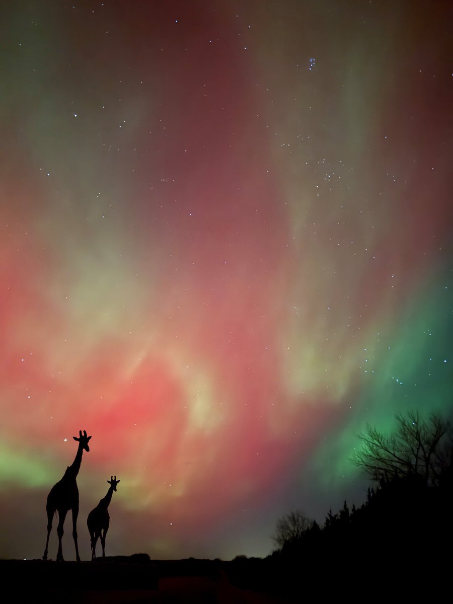 RabbitHoleXplor's tweet image. Just a reminder not to be blown away by people’s silhouette aurora images. Everything in this pic is real (and mine) except the added giraffe silhouette. Taken looking due east from 41N (north of Pleasanton, NE around 11 PM on 11/11/2025) 😜