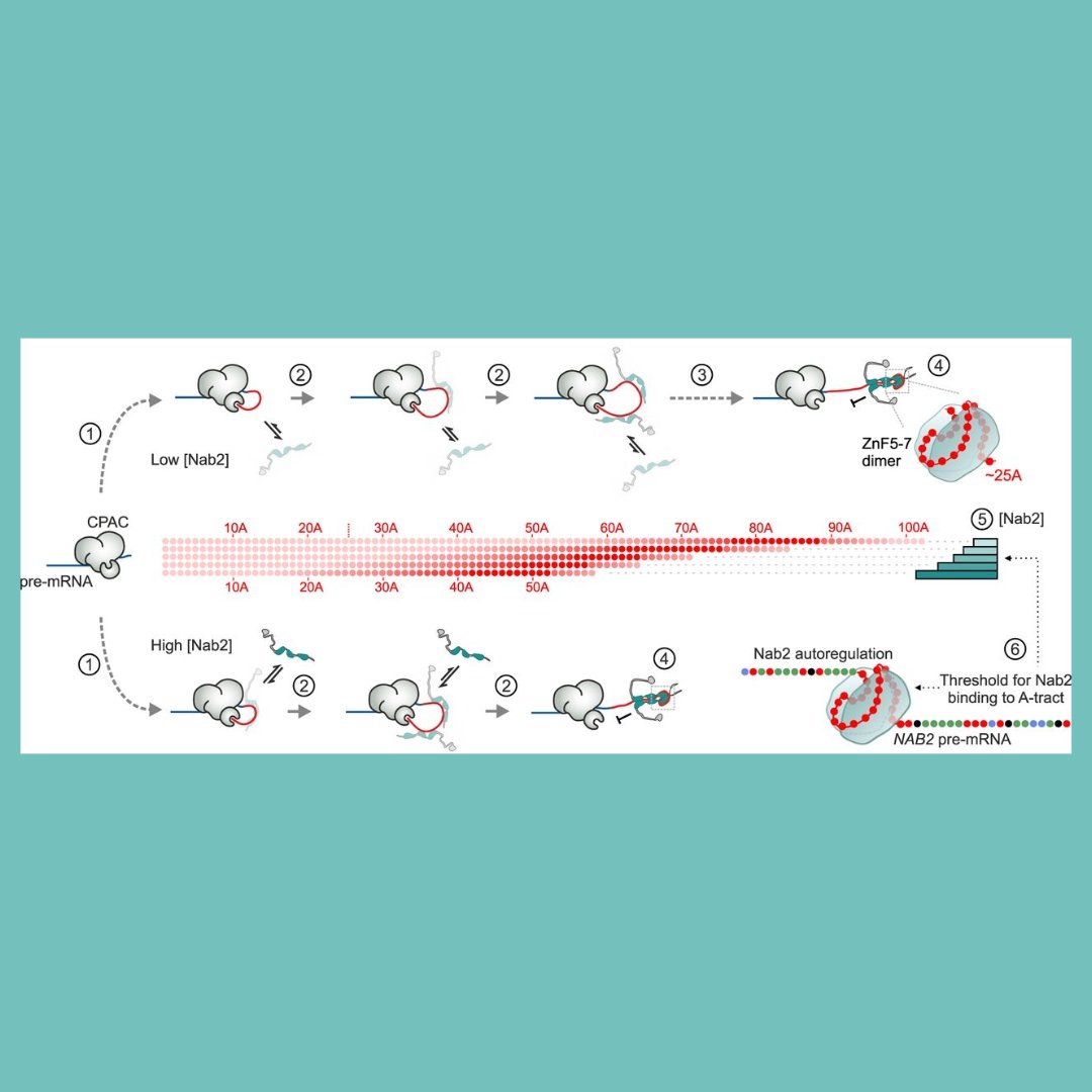 GenesDev's tweet image. RESEARCH PAPER: A kinetic ruler controls mRNA poly(A) tail length
By Gabs et al. and Matti Turtola
➡️ genesdev.cshlp.org/content/39/21-… 

#RNAprocessing #mRNA #polyadenylation #ribonucleoprotein #CPAC