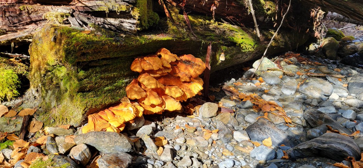 Pix406's tweet photo. #conch #fungus under a bridge.  #Montana https://t.co/dwjTKwdDnh