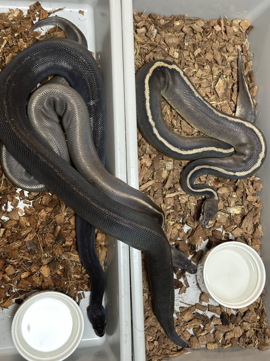 konomichi10's tweet image. たまには成長記録でも✨
全然食べない子達なので久しぶりに出してみました。
成長につれて色の変化が出てくるのも醍醐味ですね
黒の深さはBP Leo LCが一番ですが
Super LC Cinny の方が全体的にキラキラしてますね
そしてやはりGHI入ると成長に連れて明るくなりやすいですね〜