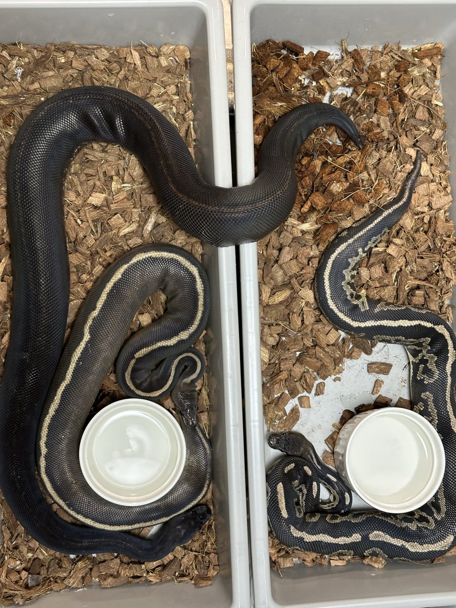 konomichi10's tweet image. たまには成長記録でも✨
全然食べない子達なので久しぶりに出してみました。
成長につれて色の変化が出てくるのも醍醐味ですね
黒の深さはBP Leo LCが一番ですが
Super LC Cinny の方が全体的にキラキラしてますね
そしてやはりGHI入ると成長に連れて明るくなりやすいですね〜