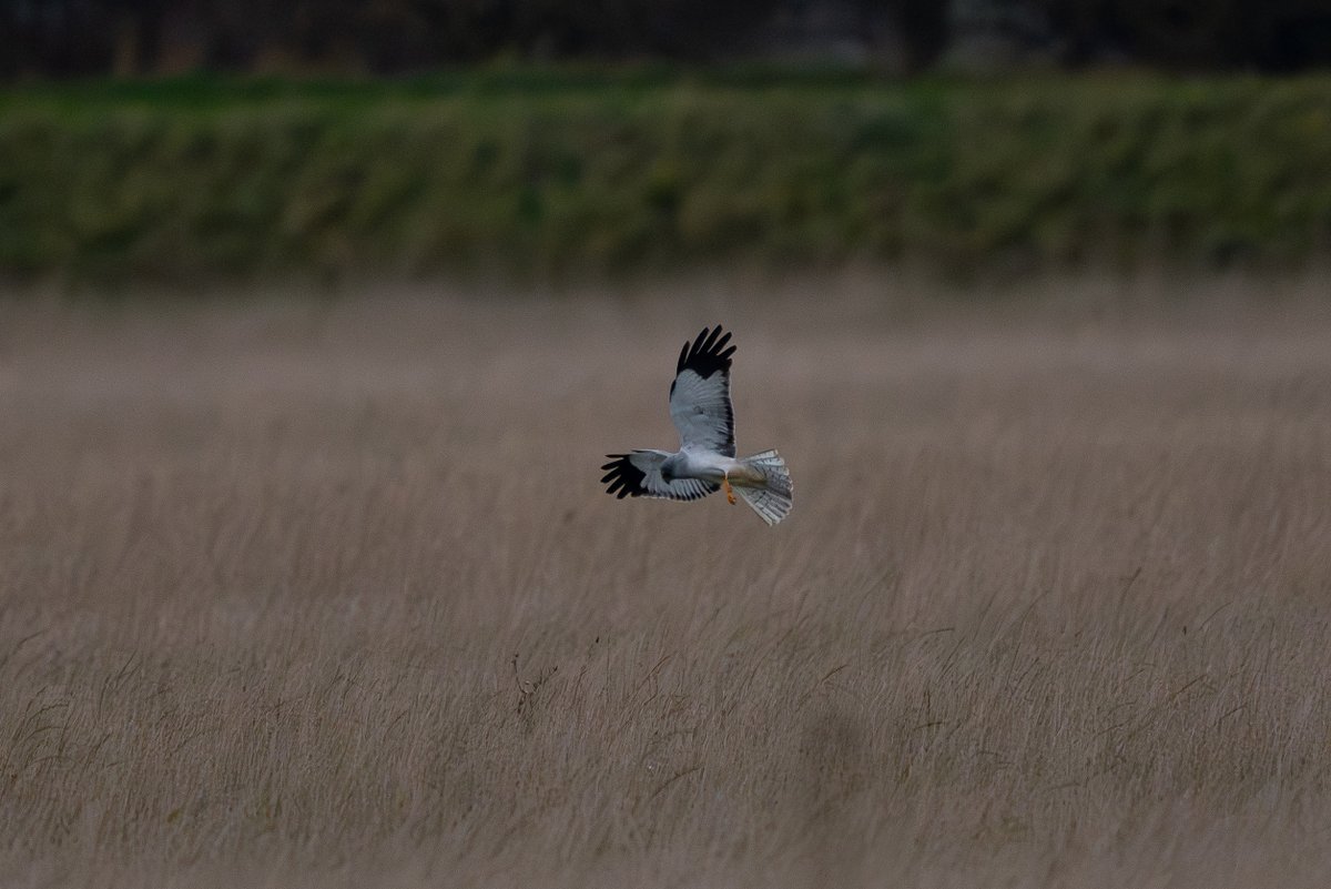 9stan's tweet image. Its been a great Autumn for raptors on The Humber. The three male hen harriers have been the undoubted highlight but the supporting cast as always has been very good.
More photos and more in depth thoughts on photographing raptors on the Humber on the blog martin-standley.squarespace.com/blog