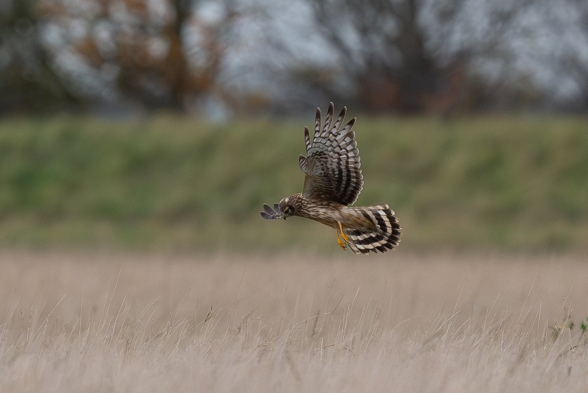 9stan's tweet image. Its been a great Autumn for raptors on The Humber. The three male hen harriers have been the undoubted highlight but the supporting cast as always has been very good.
More photos and more in depth thoughts on photographing raptors on the Humber on the blog martin-standley.squarespace.com/blog
