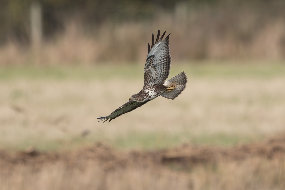 9stan's tweet image. Its been a great Autumn for raptors on The Humber. The three male hen harriers have been the undoubted highlight but the supporting cast as always has been very good.
More photos and more in depth thoughts on photographing raptors on the Humber on the blog martin-standley.squarespace.com/blog