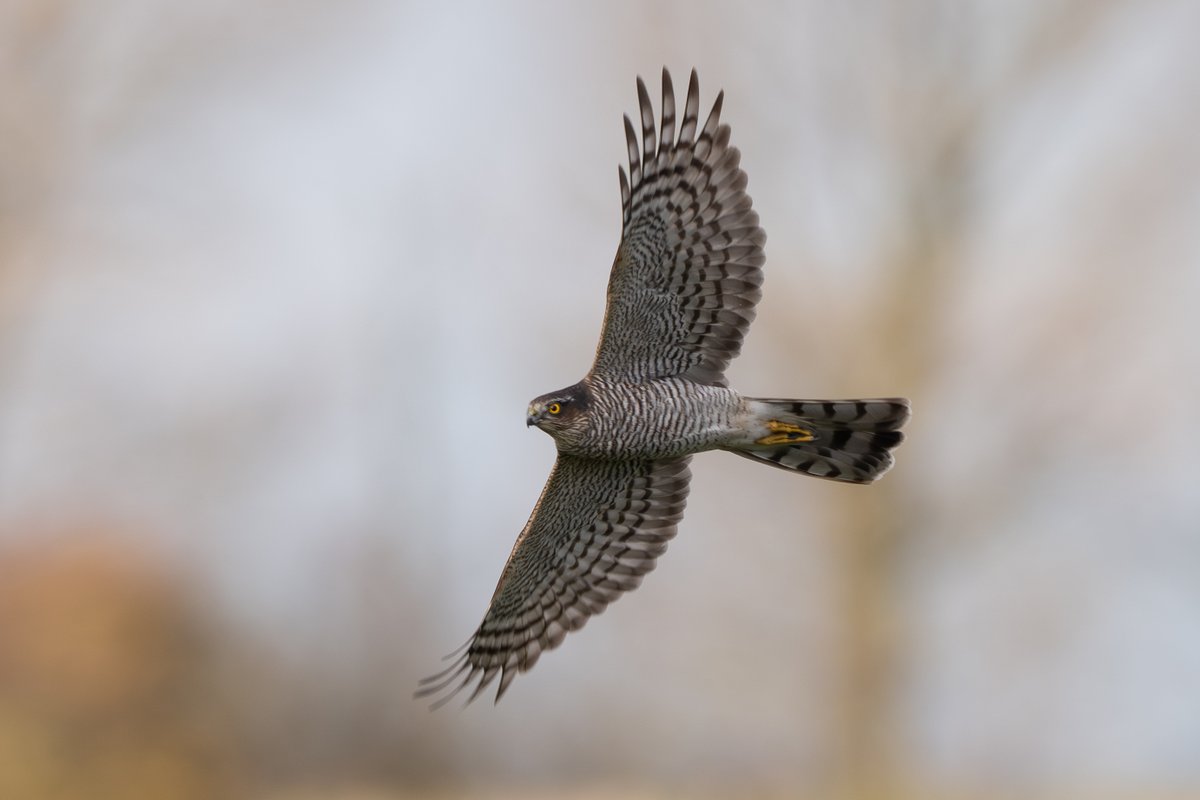 9stan's tweet image. Its been a great Autumn for raptors on The Humber. The three male hen harriers have been the undoubted highlight but the supporting cast as always has been very good.
More photos and more in depth thoughts on photographing raptors on the Humber on the blog martin-standley.squarespace.com/blog