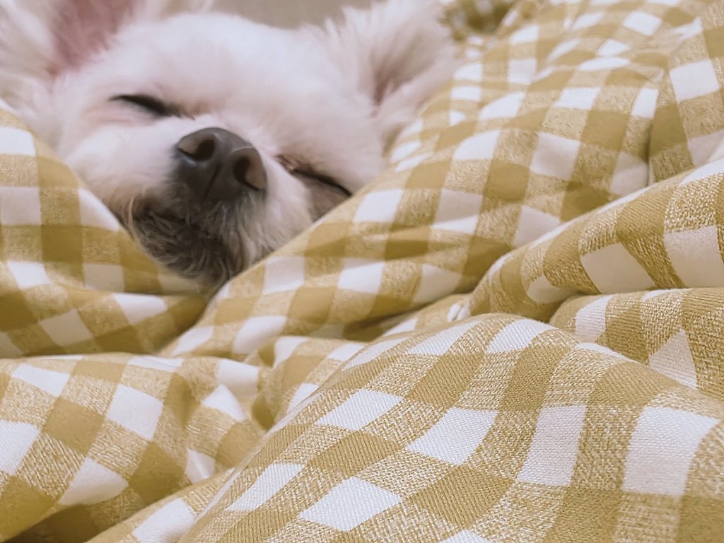 귀엽게 자고있는 마임쿤😚