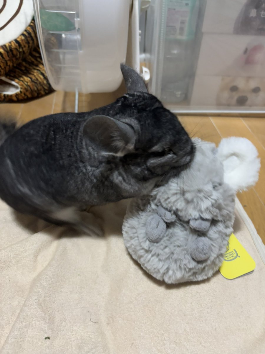 着用数回、美品！チンチラケープ♡︎ この子、よく見たら我が家にいる❣️ 去年の誕プレにと故郷の友達が