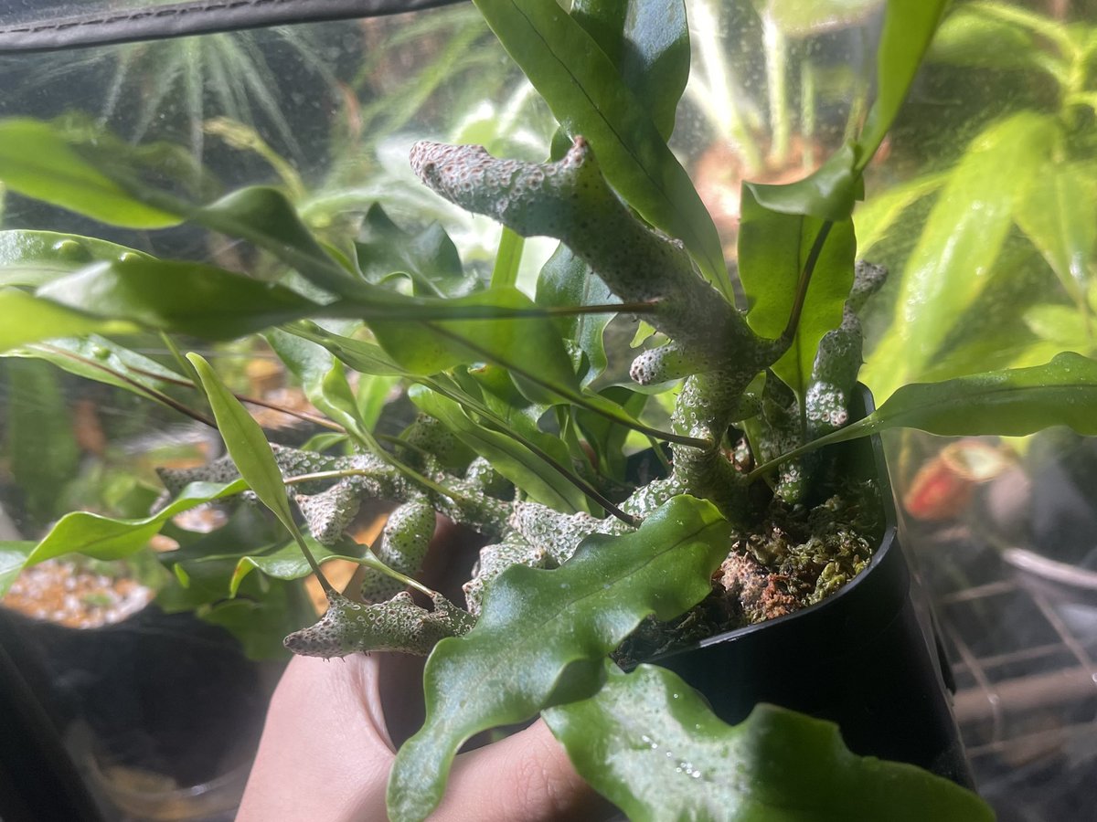 MHMHMHMagic's tweet image. アリと暮らす&quot;アリ植物&quot;のLecanopteris sinuosa.

これ、親株から指くらいのサイズの根茎を取って伏せたやつなんだけど、わっさわっさして立派に育ってきた。