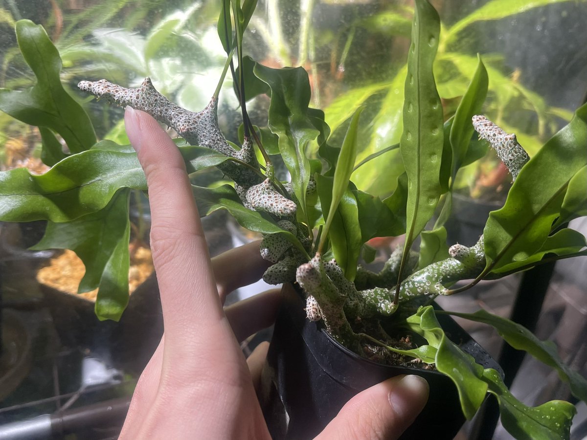 MHMHMHMagic's tweet image. アリと暮らす&quot;アリ植物&quot;のLecanopteris sinuosa.

これ、親株から指くらいのサイズの根茎を取って伏せたやつなんだけど、わっさわっさして立派に育ってきた。