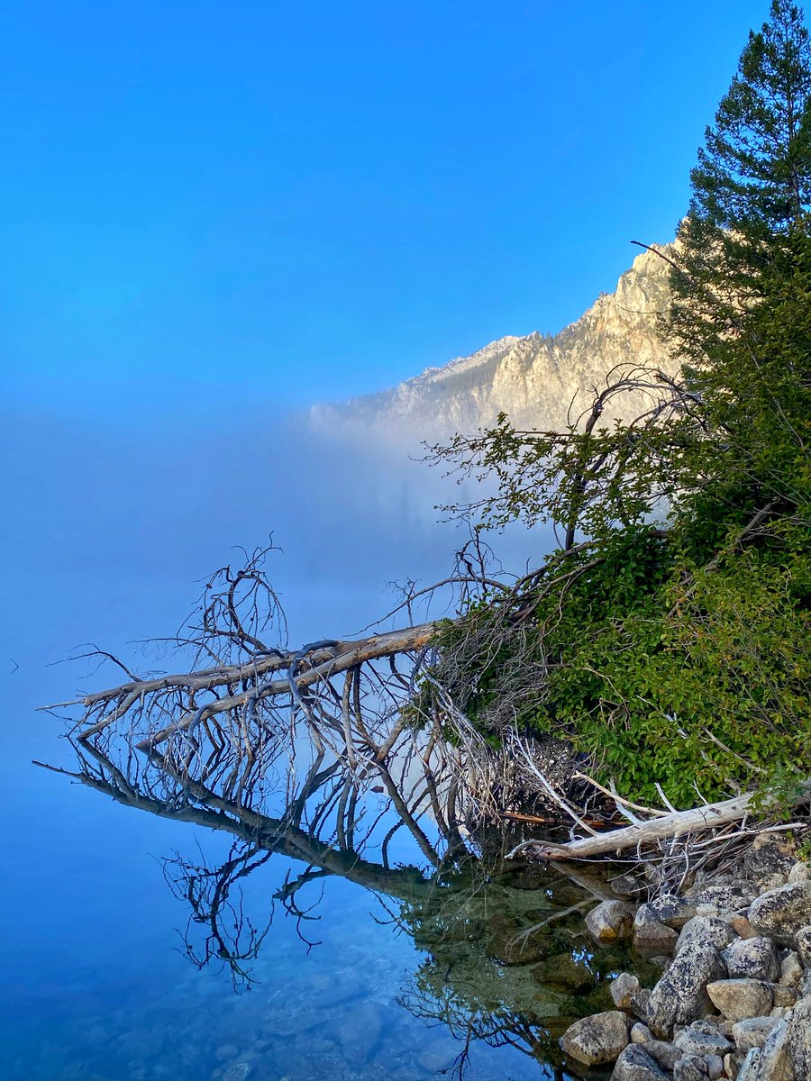 It’s another “Old wood/tree Wednesday!” 🌲🪵