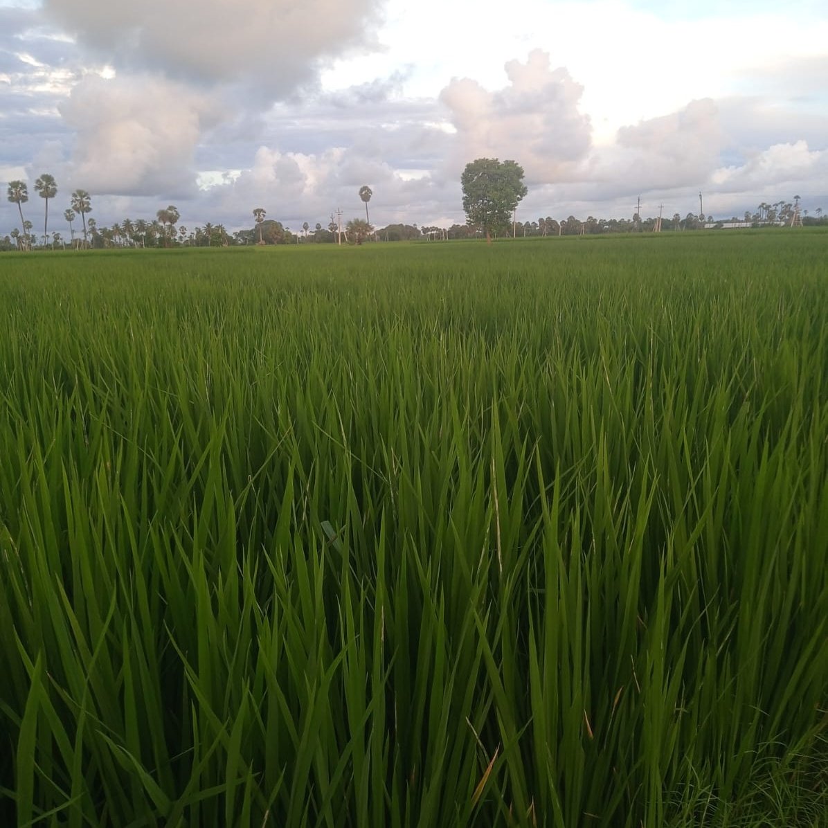 <a href="/sriniksv/">Srinivas</a> #greentwitter.