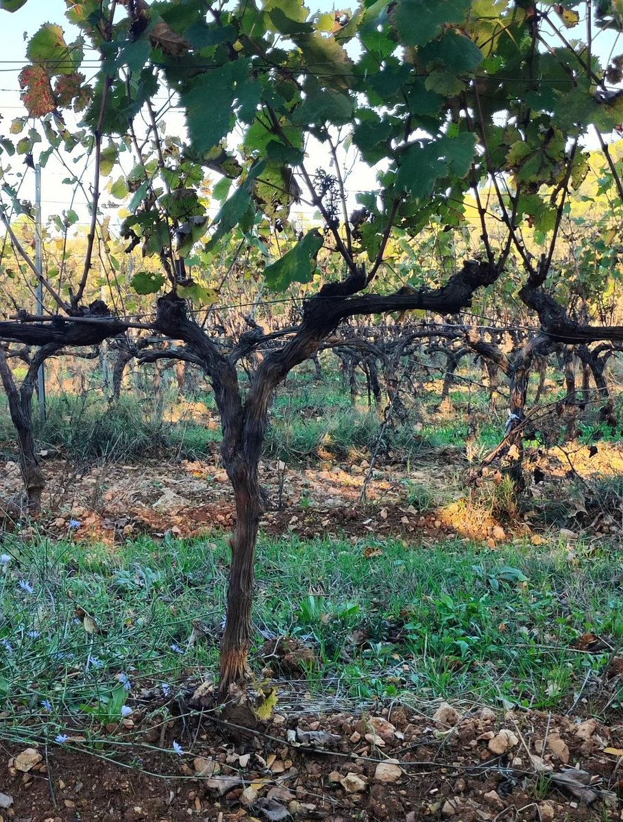 EtwTerp's tweet photo. Radical d'automne...
Vigne à Vélo, Trans-en-Provence, Var
4 novembre 2025
#mathsartist #mathpics #maths #geometrie #geometry #nature #transenprovence #radical #mathsetnature #racinecarree #squareroot #vigne #cep
🔶 RV sur Instagram:
📸🖍️MATHS_ARTIST✏️🎨https://t.co/huEfGDmtXA… https://t.co/S1JMddDESJ
