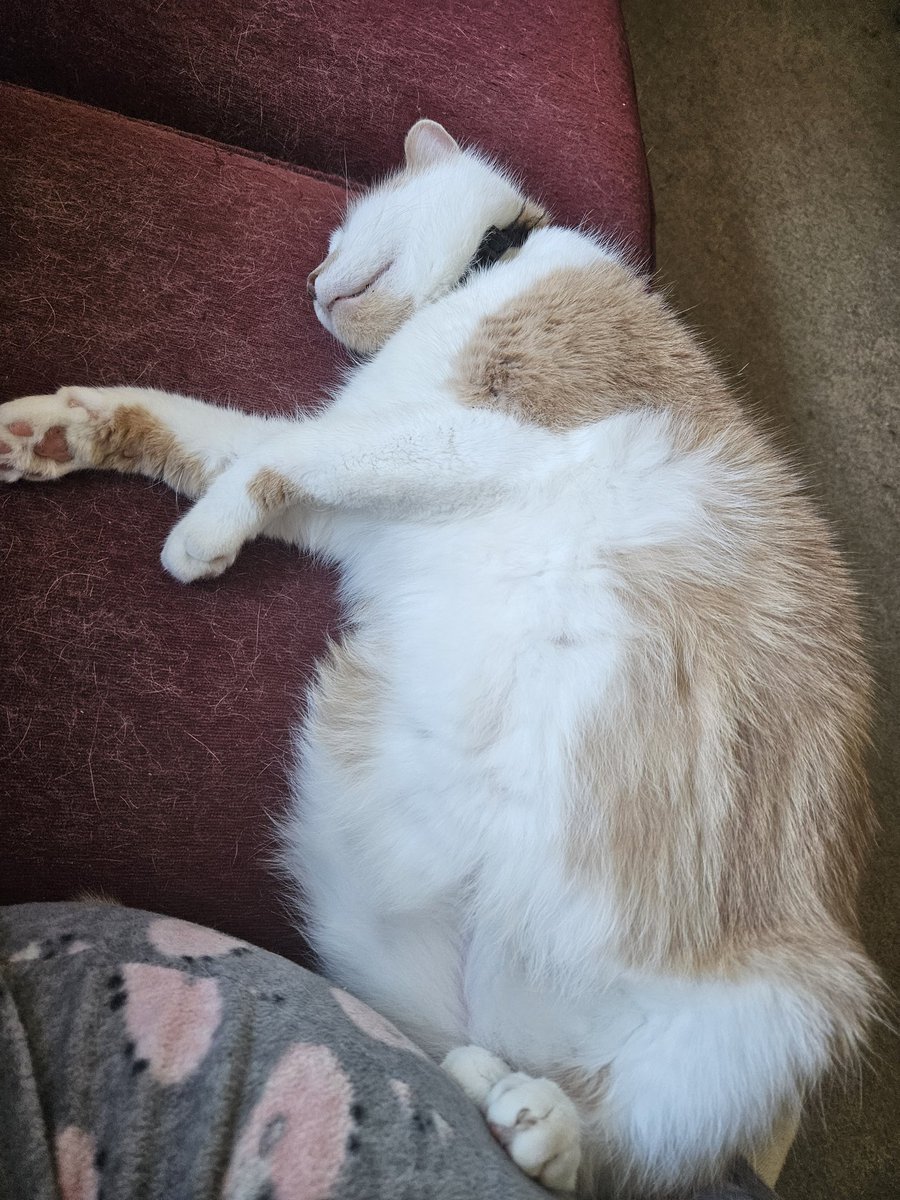 No streams this week as I deal with some bad chronic pain flair up that felt like it was subsiding last night but did not 😥😥
I need to give myself a little more grace before fully being back to consistency and I appreciate everyone's support 🫂🫂 
Ill get through this 🥺🥺