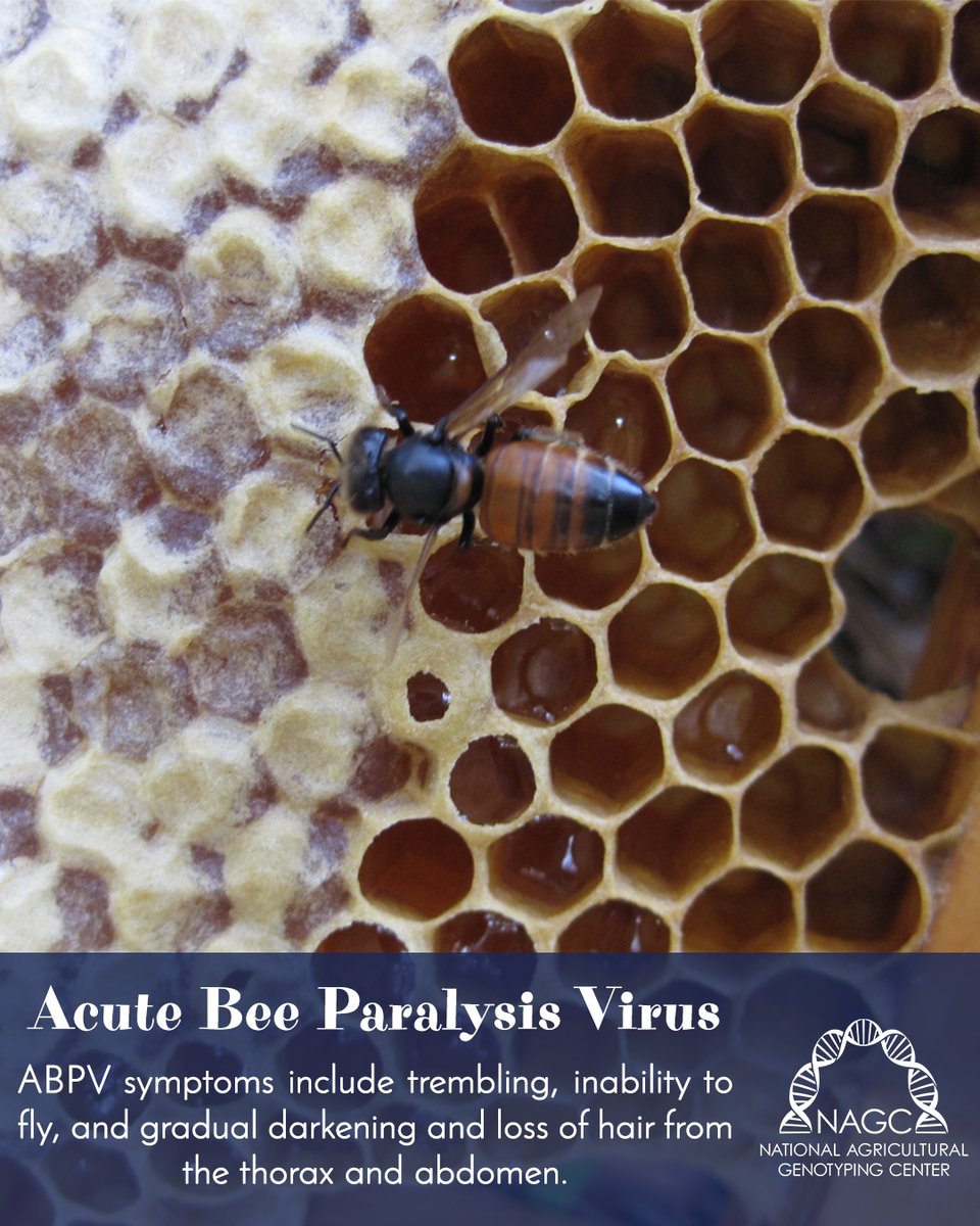 National Agricultural Genotyping Center tweet media