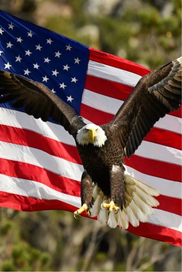 MR_USA___'s tweet image. 1Betsy Ross sewed the first flag in 1776 – legend says Washington himself sketched the stars.
250 stars added in 1960 after Hawaii; last change ever.
3Flag Code: burn it respectfully when worn out. 🇺🇸 #FlagHistory