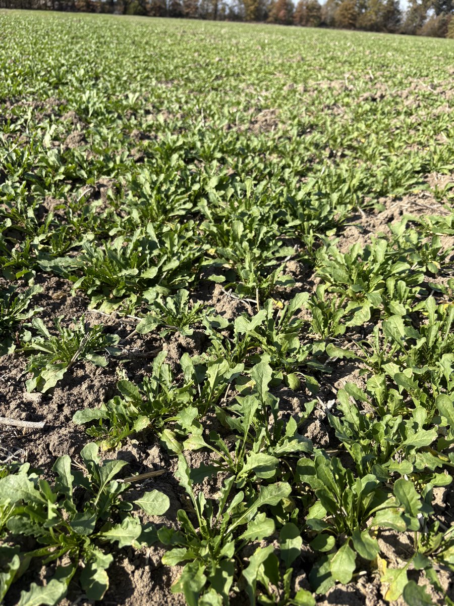 CoverCress's tweet image. Crop update from La Plata, MO This CoverCress® grain field, drill seeded earlier this season, is showing excellent uniformity and stand quality. One of the best commercial fields our agronomist has seen so far.