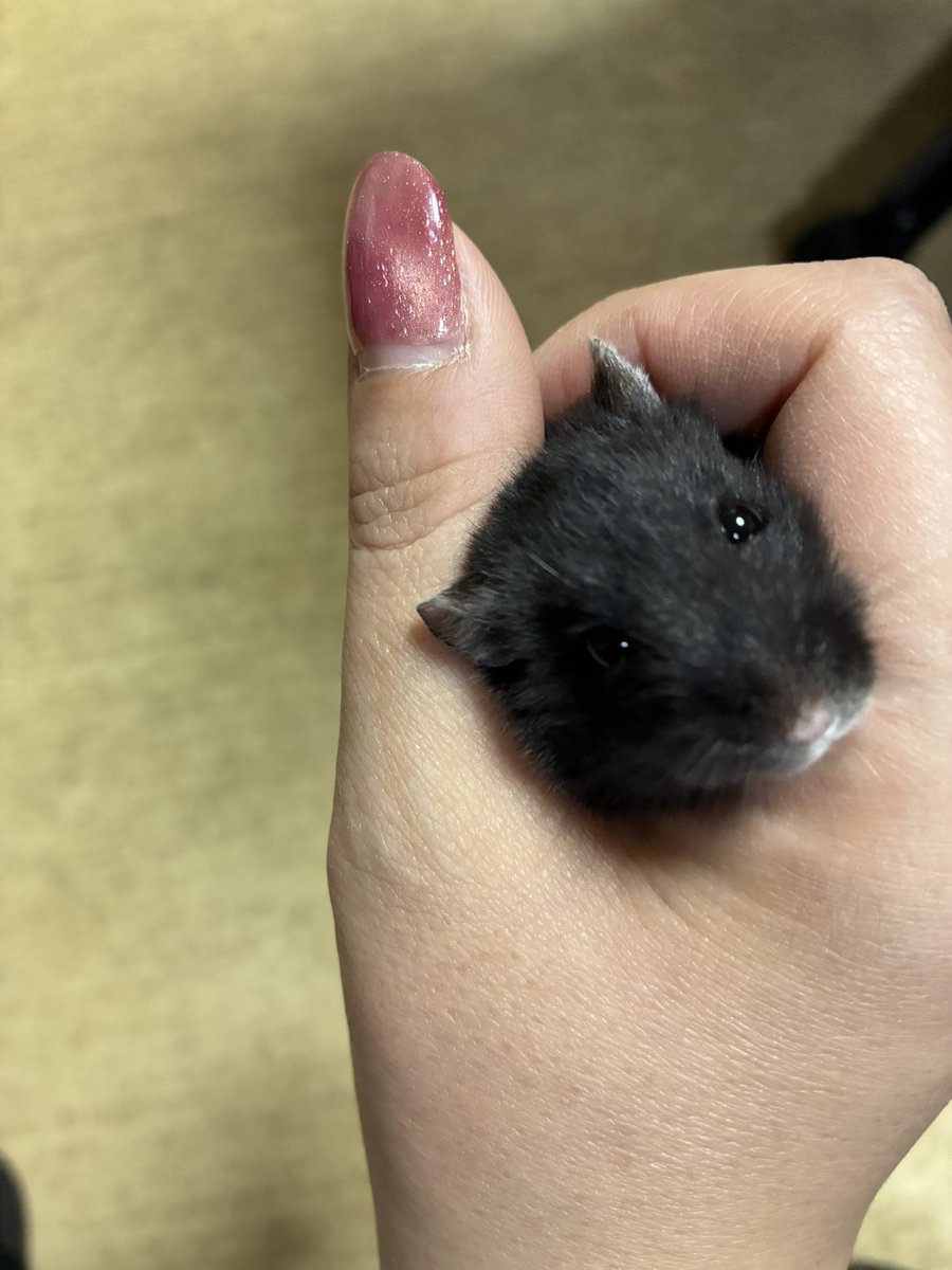 d_d_kis's tweet photo. ギュッて握ってないですよ
顔が入るぐらいゆるくしてます。

可愛い顔がいつも撮れないので、正面からの写真を撮りたくて、協力してもらいました

そして、よく見ると、ネイルにピントがいってるので、結果主が下手なだけでした
#キャンベルハムスター https://t.co/U3Yns52akK
