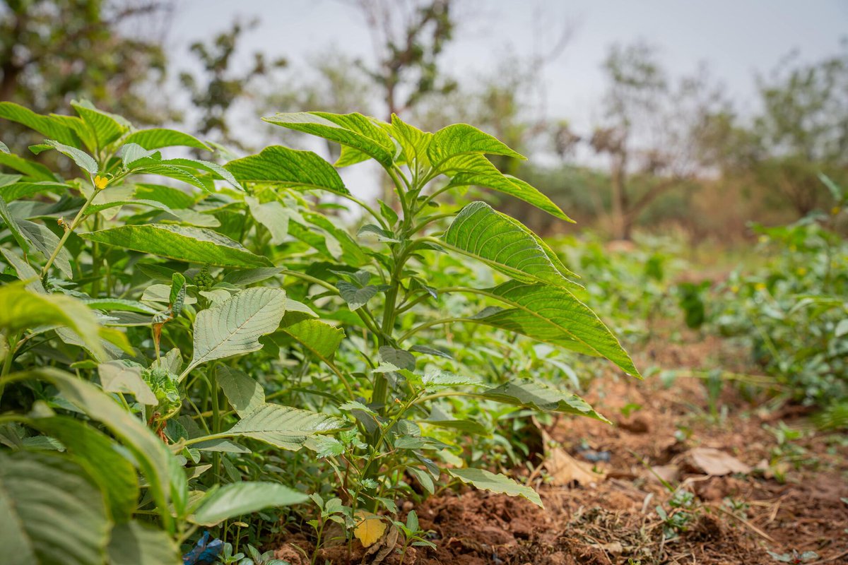 BiovIntCIAT_eng's tweet image. 🌱 Once undervalued, traditional crops in West Africa are making a comeback! 🌾 Through #SUSTLIVES, communities, schools, and science are reviving local foods—boosting biodiversity, nutrition &amp;amp; pride in heritage. 🌍👇 Read more
🔗 allbiociat.org/43pI7RV