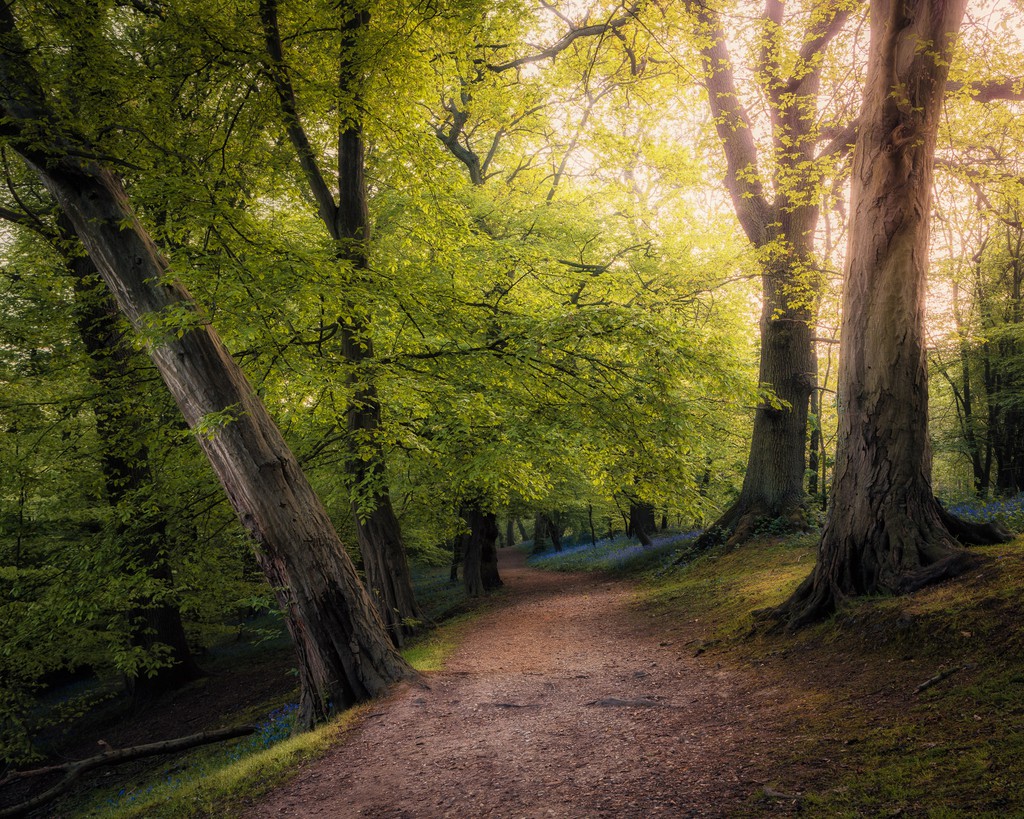TimSmalley's tweet image. Natural lighting preserves the depth and dimensionality that makes woodland scenes so captivating.

Read more 👉 e.timsm.uk/h7UNo1

#PhotographyTips #EditingTips #WoodlandPhotography