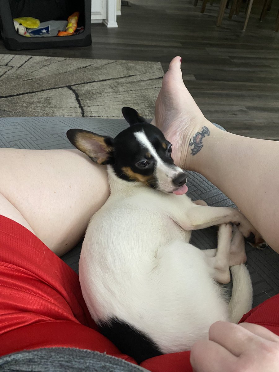 Cookiebun's tweet photo. @jettila meet Jet the ChiRat (chihuahua/rat terrier) named after our favorite competitive chef! #Jetster #LoveBug #CuddlePup https://t.co/BpMzw5nT23