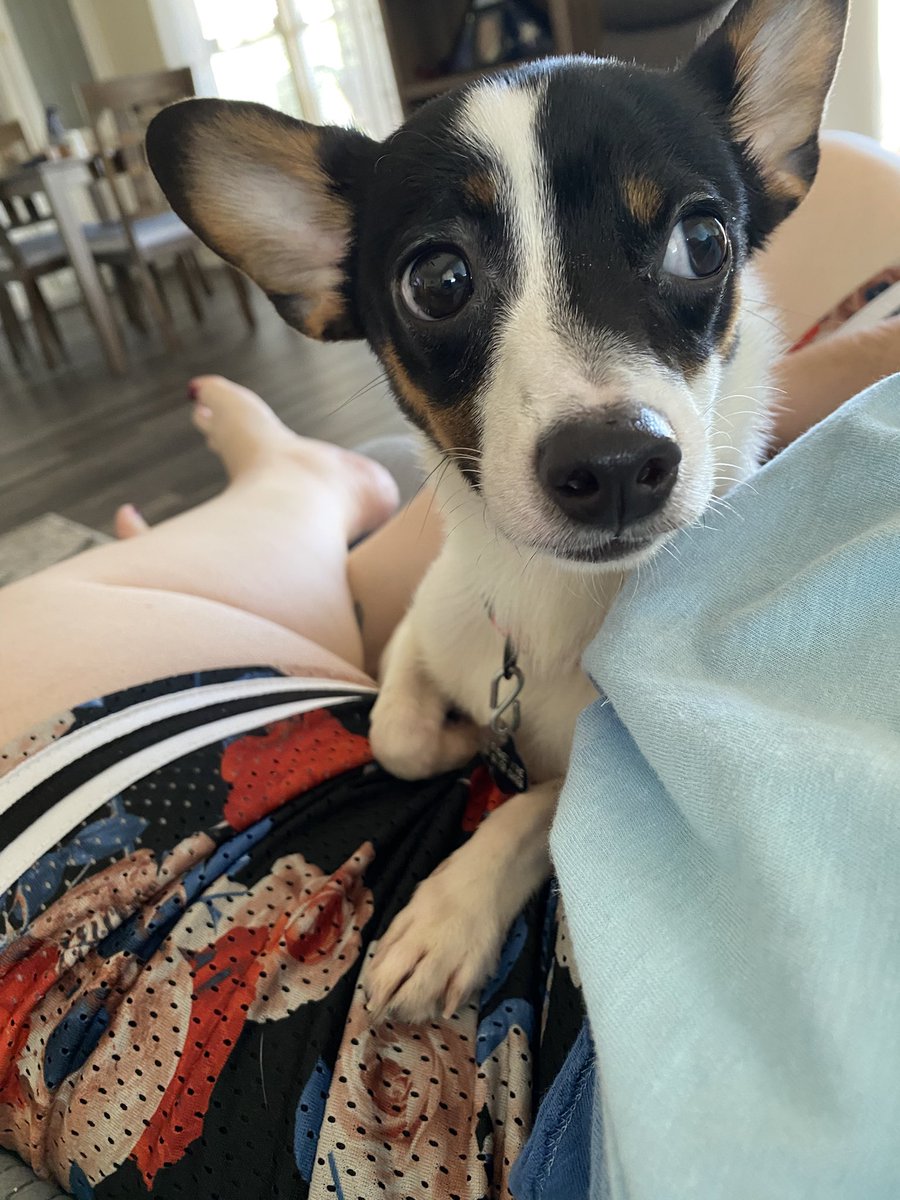 Cookiebun's tweet photo. @jettila meet Jet the ChiRat (chihuahua/rat terrier) named after our favorite competitive chef! #Jetster #LoveBug #CuddlePup https://t.co/BpMzw5nT23