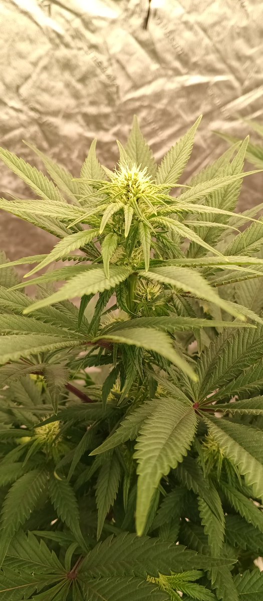 MidGrow's tweet image. Good ol Blue Goo 💙💙 
Filling in nicely with Athena Pro... Riot Seeds 2008 
Nothing like some old stuff