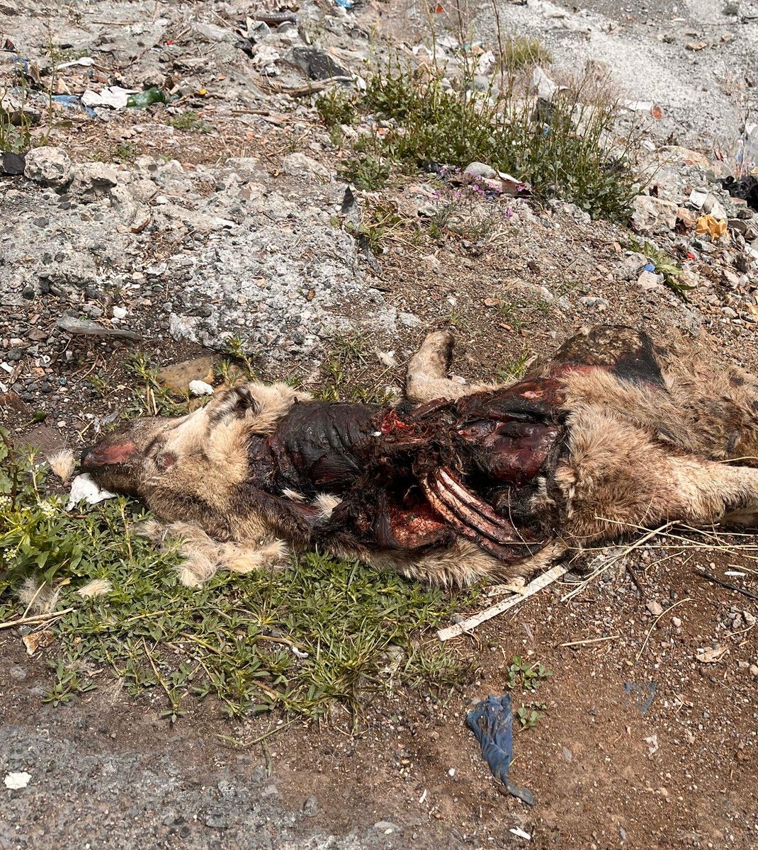 Buranın açılışı 2022 yılında yapıldı. Dolduruldu. Gün geldi bir tane bile köpek kalmadı. Tekrar açıldı.