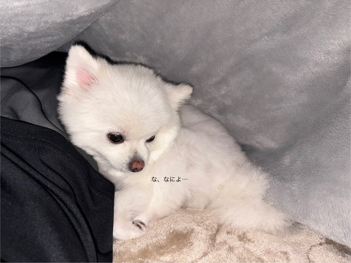 jamaimai123's tweet photo. 寒くなりました。
毎晩両脇を固められてとても寝にくいどす https://t.co/5Oc7XnnkoN