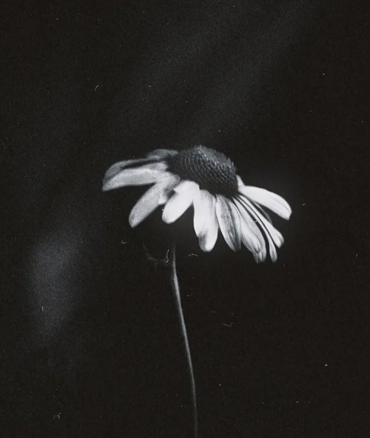 so_contrary's tweet image. Anna Planeta