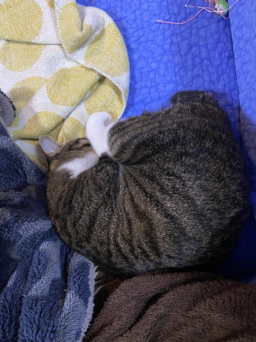 Toraemon222's tweet photo. 私にくっついてスヤスヤ寝てますー！
ありがとうございますー！！！
#猫のいる暮らし #飼い主も寝たい 
#明日も仕事 #ねこ https://t.co/CBuDL7qBWT